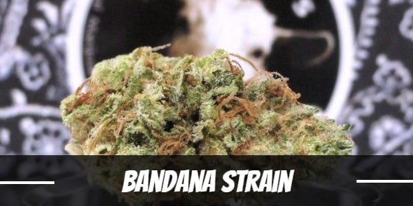 Bandana Strain