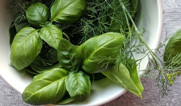 Basil