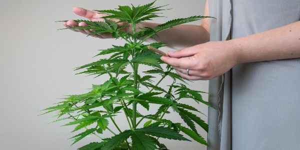 Be Discreet when growing cannabis