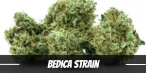 Bedica Strain