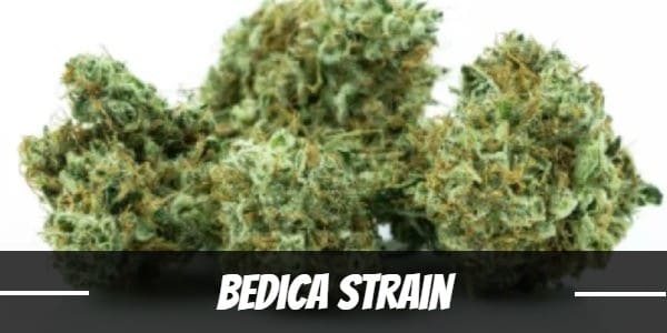 Bedica Strain