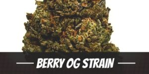 Berry OG Strain