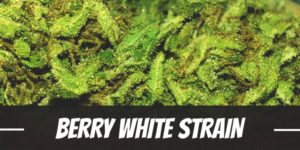 Berry White Strain