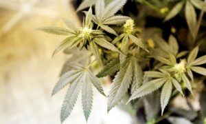 Best Marijuana Strains to Grow