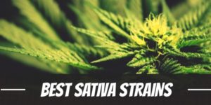 Best Sativa Strains