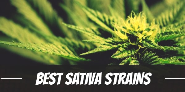 Best Sativa Strains
