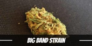 Big Band Strain