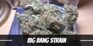 Big Bang Strain