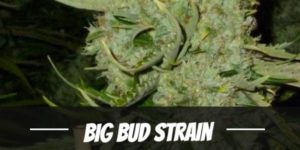 Big Bud Strain