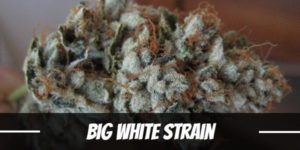 Big White Strain