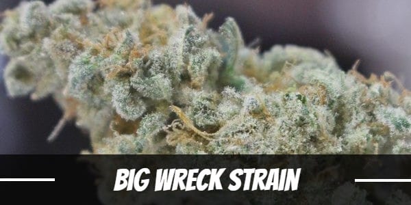 Big Wreck Strain