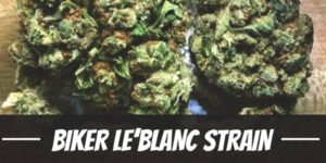 Biker Le’Blanc Strain