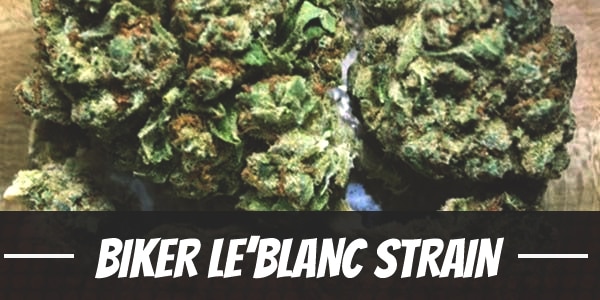 Biker Le’Blanc Strain