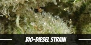 Bio-Diesel Strain