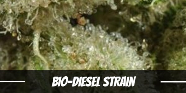 Bio-Diesel Strain