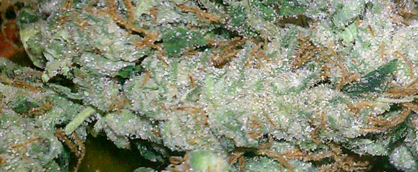 Bio-Diesel Medical