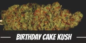 Birthday Cake Kush