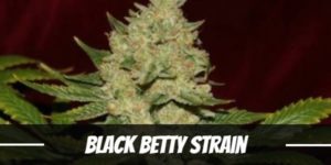 Black Betty Strain