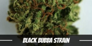 Black Bubba Strain