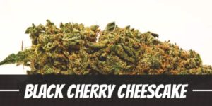 Black Cherry Cheescake