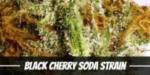 Black Cherry Soda marijuana Strain
