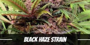 Black Haze Strain