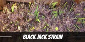 Black Jack Strain