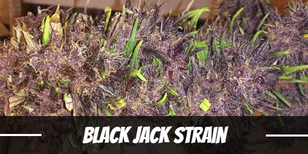 Black Jack Strain