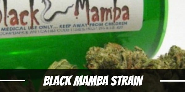 Black Mamba Strain
