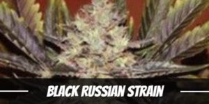 Black Russian Strain