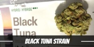 Black Tuna Strain