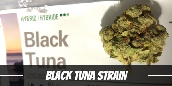 Black Tuna Strain