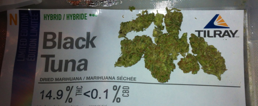 Black tuna medical strain