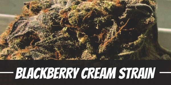 Blackberry Cream Strain