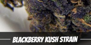 Blackberry Kush Strain