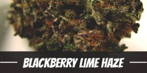 Blackberry Lime Haze