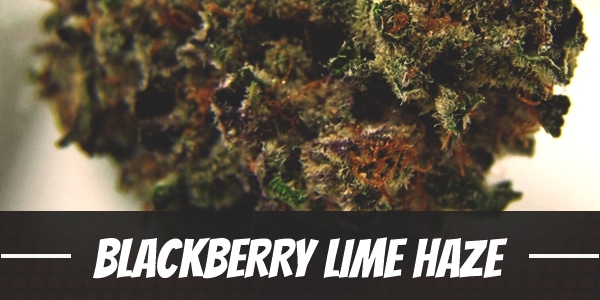 Blackberry Lime Haze