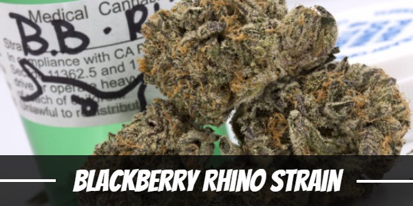 Blackberry Rhino Strain