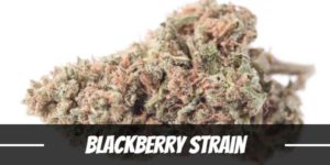 Blackberry Strain
