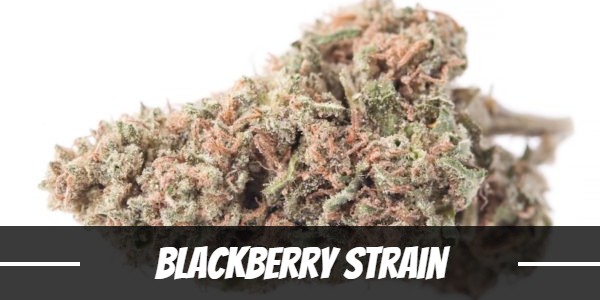 Blackberry Strain