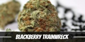 Blackberry Trainwreck Strain