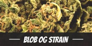 Blob OG Strain