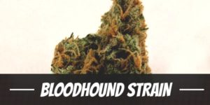 Bloodhound Strain