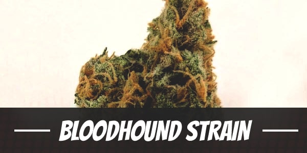Bloodhound Strain