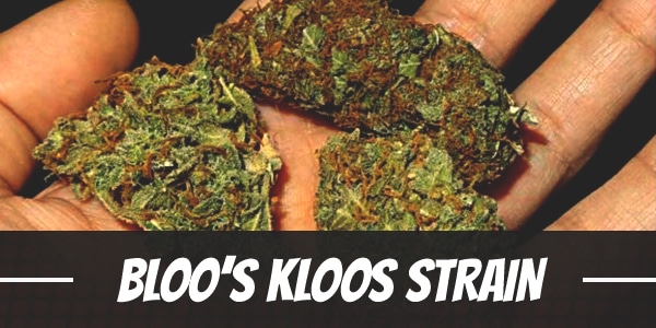 Bloo’s Kloos Strain