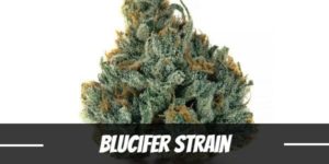 Blucifer Strain