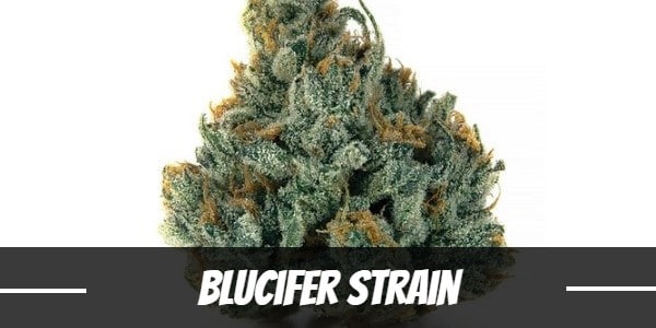 Blucifer Strain