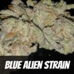 Blue Alien Strain