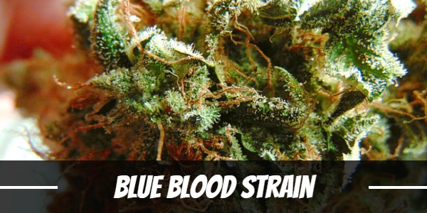 Blue Blood weed Strain review