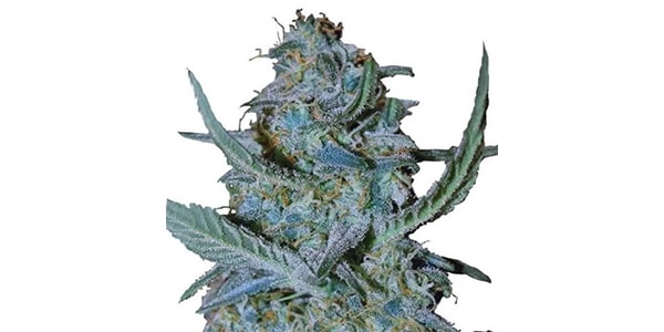 Blue Cheese